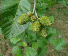 Datei:Alnus incana 010703.jpg