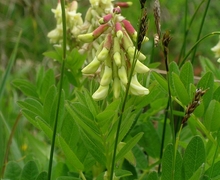Datei:Astragalus frigidus.JPG