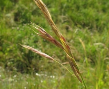 Bromus erectus