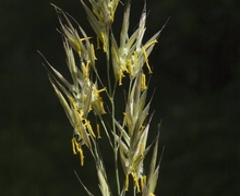 Bromus erectus ssp. erectus